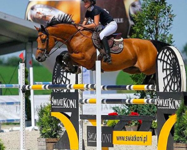 jumper Corientes (Zangersheide riding horse, 2004, from Clinton)