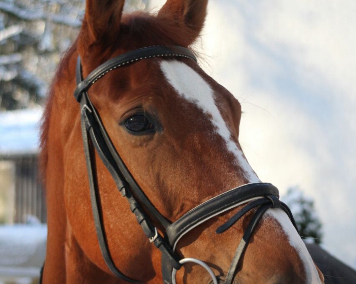 jumper Cassissee (Zangersheide riding horse, 2006, from Commander 15)