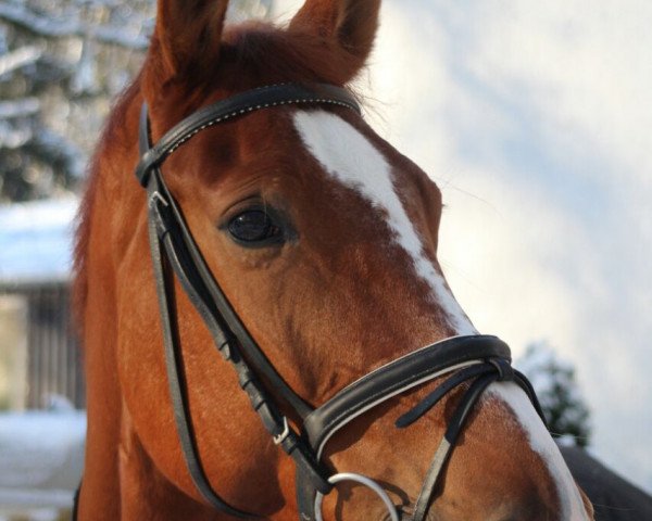 jumper Cassissee (Zangersheide riding horse, 2006, from Commander 15)