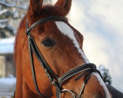 Springpferd Cassissee (Zangersheide Reitpferd, 2006, von Commander 15)