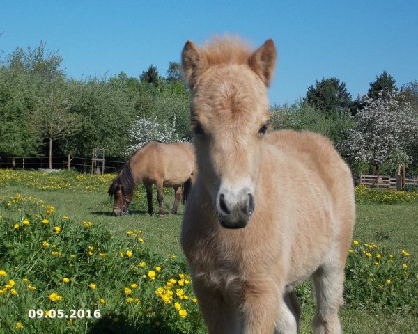 Pferd Greylight Valentin (Shetland Pony, 2016, von Vulkan vom Melkweg)