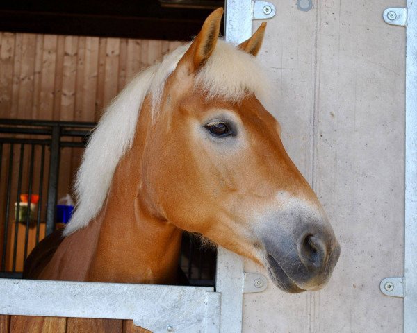 horse Fanta H (Haflinger, 2010, from Selection) horse Fanta H (Haflinger, 2010, from Selection)