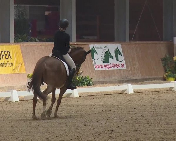 FEI Reitturnier Wiener Neustadt (AUT) 2019
