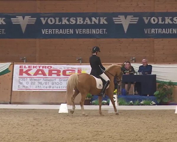 FEI Reitturnier Wiener Neustadt (AUT) 2019