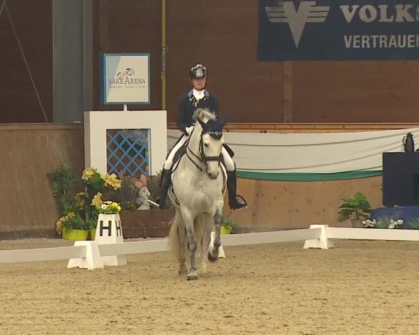 FEI Reitturnier Wiener Neustadt (AUT) 2019