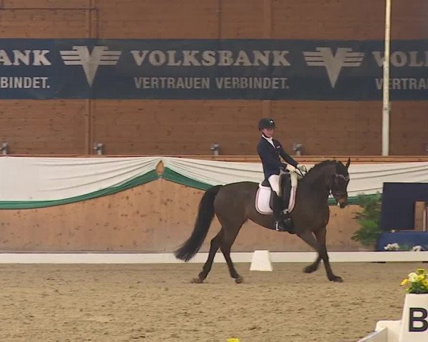 FEI Reitturnier Wiener Neustadt (AUT) 2019