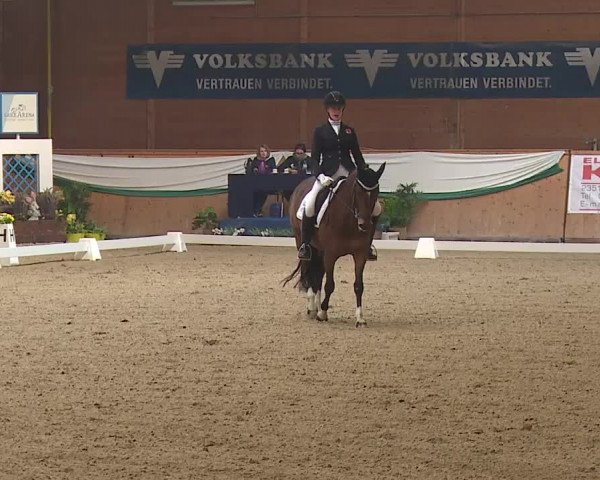 FEI Reitturnier Wiener Neustadt (AUT) 2019