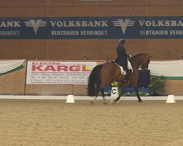 FEI Reitturnier Wiener Neustadt (AUT) 2019