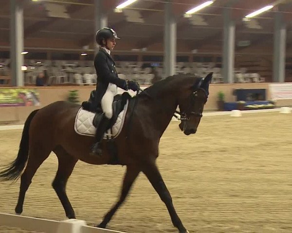 FEI Reitturnier Wiener Neustadt (AUT) 2019