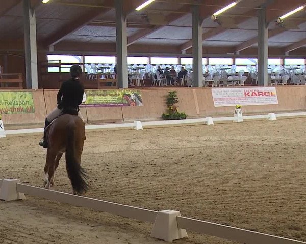 FEI Reitturnier Wiener Neustadt (AUT) 2019