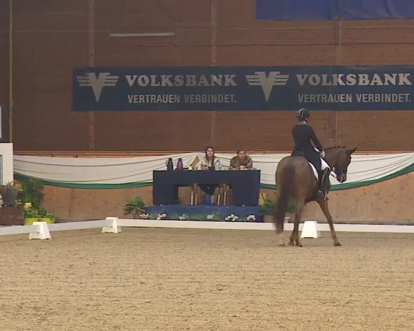 FEI Reitturnier Wiener Neustadt (AUT) 2019
