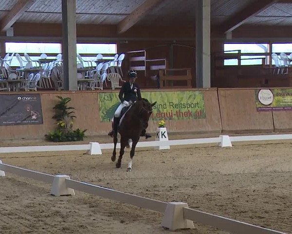 FEI Reitturnier Wiener Neustadt (AUT) 2019