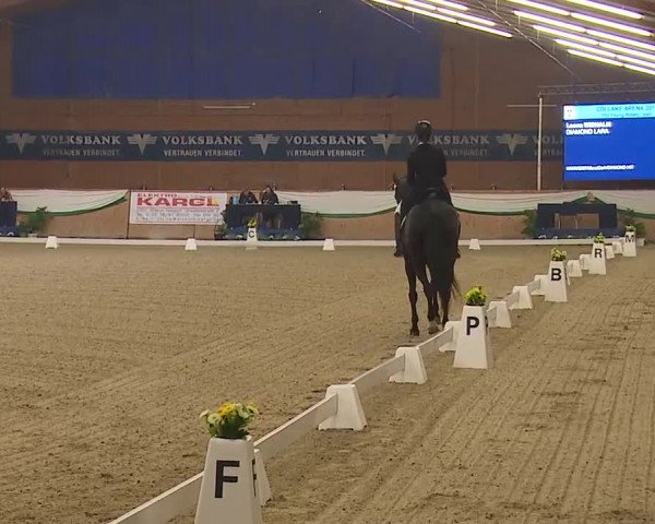 FEI Reitturnier Wiener Neustadt (AUT) 2019