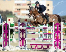 broodmare Flying Pleasure (Hanoverian, 2005, from Forsyth)