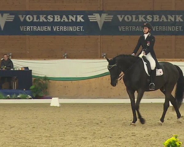 FEI Reitturnier Wiener Neustadt (AUT) 2019