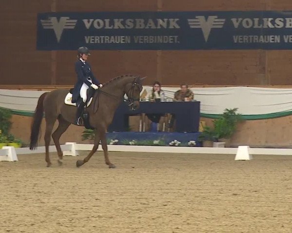 FEI Reitturnier Wiener Neustadt (AUT) 2019