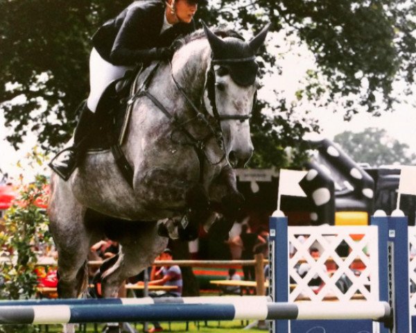 jumper Feline (KWPN (Royal Dutch Sporthorse), 2010, from Quatro Z) jumper Feline (KWPN (Royal Dutch Sporthorse), 2010, from Quatro Z)