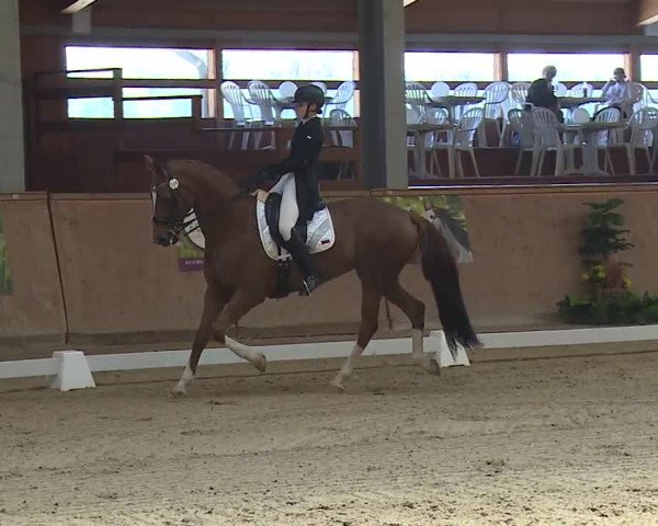 FEI Reitturnier Wiener Neustadt (AUT) 2019