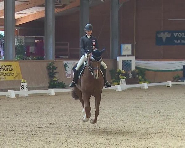 FEI Reitturnier Wiener Neustadt (AUT) 2019