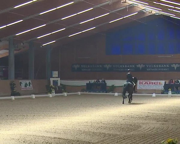 FEI Reitturnier Wiener Neustadt (AUT) 2019