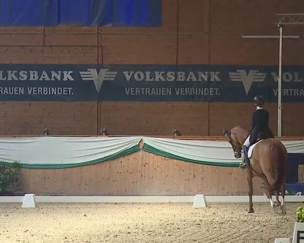 FEI Reitturnier Wiener Neustadt (AUT) 2019
