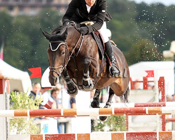 jumper Olympe D'Escrit (Selle Français, 2002, from Fidelio du Donjon)