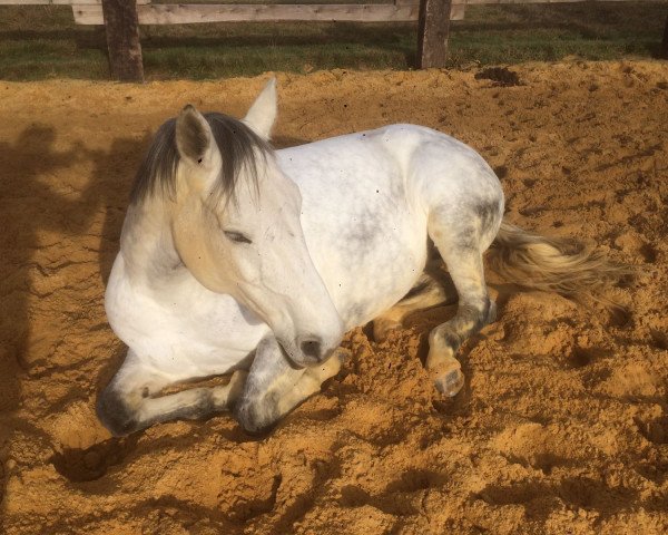 broodmare Cadence 5 (Holsteiner, 2005, from Calato)