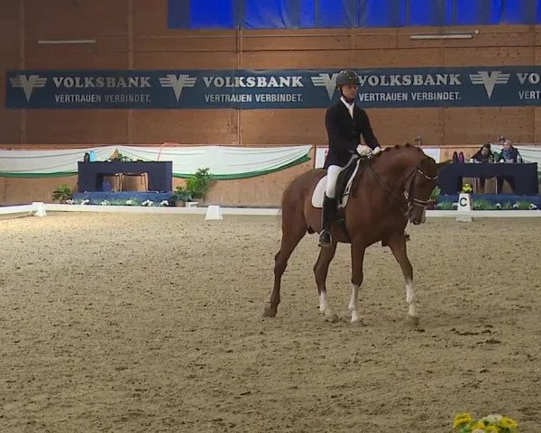 FEI Reitturnier Wiener Neustadt (AUT) 2019