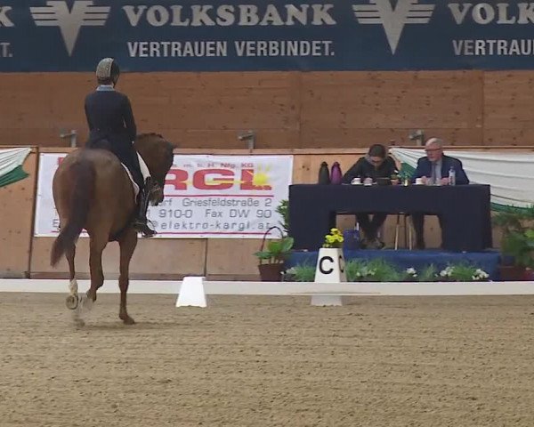 FEI Reitturnier Wiener Neustadt (AUT) 2019