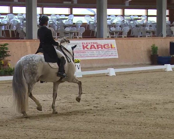 FEI Reitturnier Wiener Neustadt (AUT) 2019