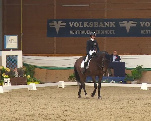 FEI Reitturnier Wiener Neustadt (AUT) 2019
