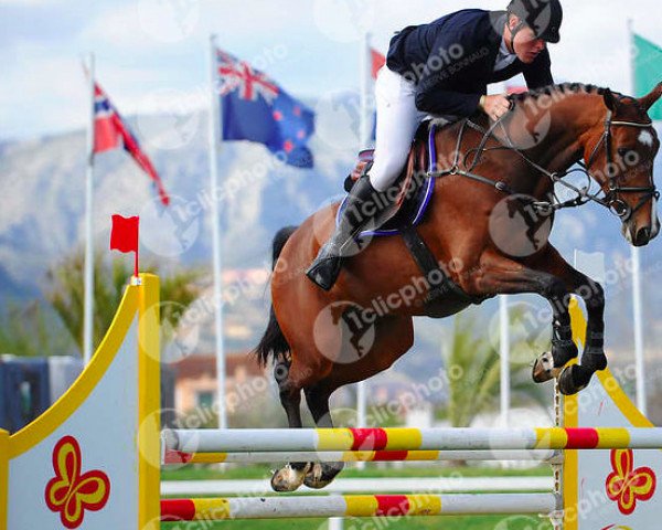 jumper Luziana (Oldenburg show jumper, 2010, from Lord Pezi)