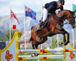 jumper Luziana (Oldenburg show jumper, 2010, from Lord Pezi)
