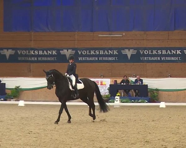 FEI Reitturnier Wiener Neustadt (AUT) 2019