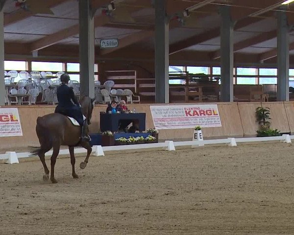 FEI Reitturnier Wiener Neustadt (AUT) 2019
