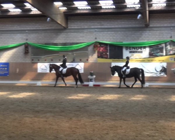 Reitturnier Leverkusen-Rheindorf 2019