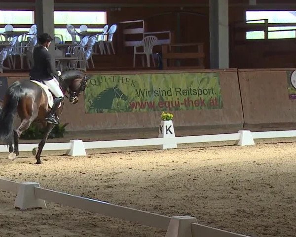 FEI Reitturnier Wiener Neustadt (AUT) 2019