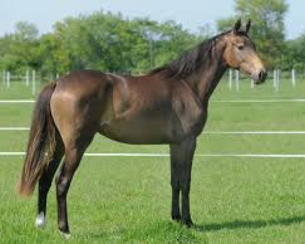 broodmare Hilkens Alizé (Westphalian, 2012, from Rff The Alchemist xx)