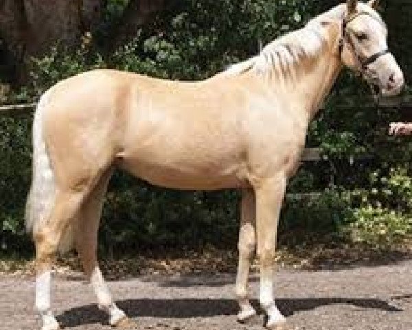 horse Hilkens Mighty Gold (German Riding Pony, 2008, from Joldis Charmant)