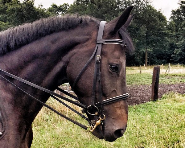 broodmare Confianza 2 (Hanoverian, 2009, from Chequille 2)