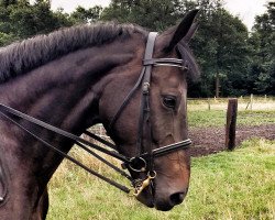 broodmare Confianza 2 (Hanoverian, 2009, from Chequille 2)