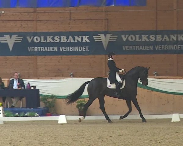 FEI Reitturnier Wiener Neustadt (AUT) 2019