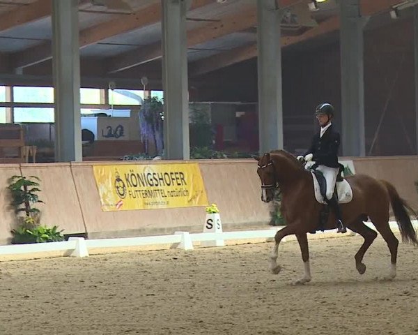 FEI Reitturnier Wiener Neustadt (AUT) 2019