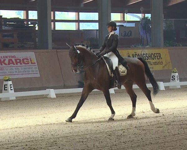 FEI Reitturnier Wiener Neustadt (AUT) 2019