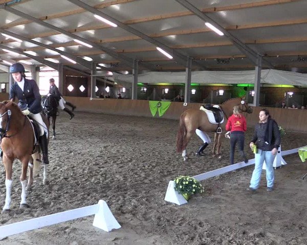 Dohrener Pferdetage 2019