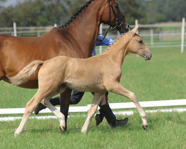 broodmare Hilkens Mabelle (Westphalian, 2011, from Magic Memphis)