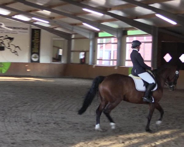Dohrener Pferdetage 2019