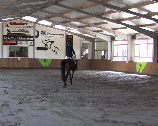Dohrener Pferdetage 2019