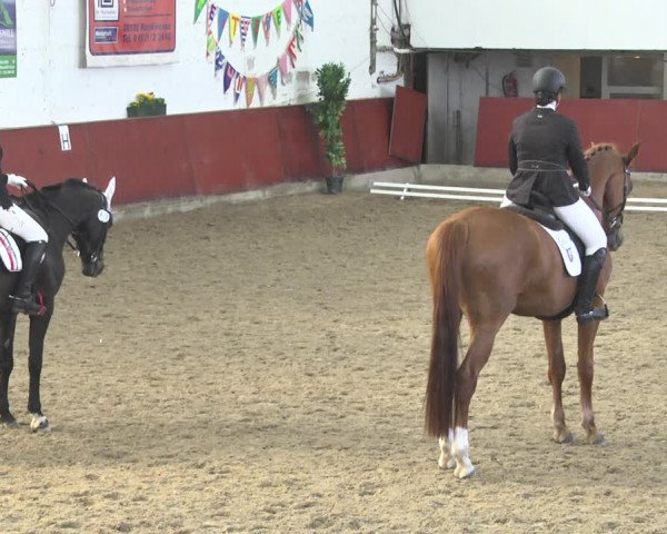 Reitturnier Neunkirchen-Furpach 2019