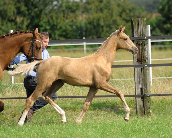dressage horse Hilkens Madonna (Westphalian, 2011, from Magic Memphis)